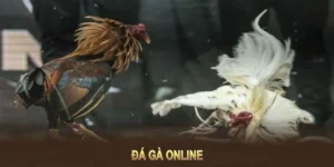 Cách Chơi Đá Gà GA28 Tại UU88 Chuyên Nghiệp Tỷ Lệ Thắng Cao Nhất